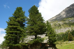 Alpu-Zirbenbaum-Felsen